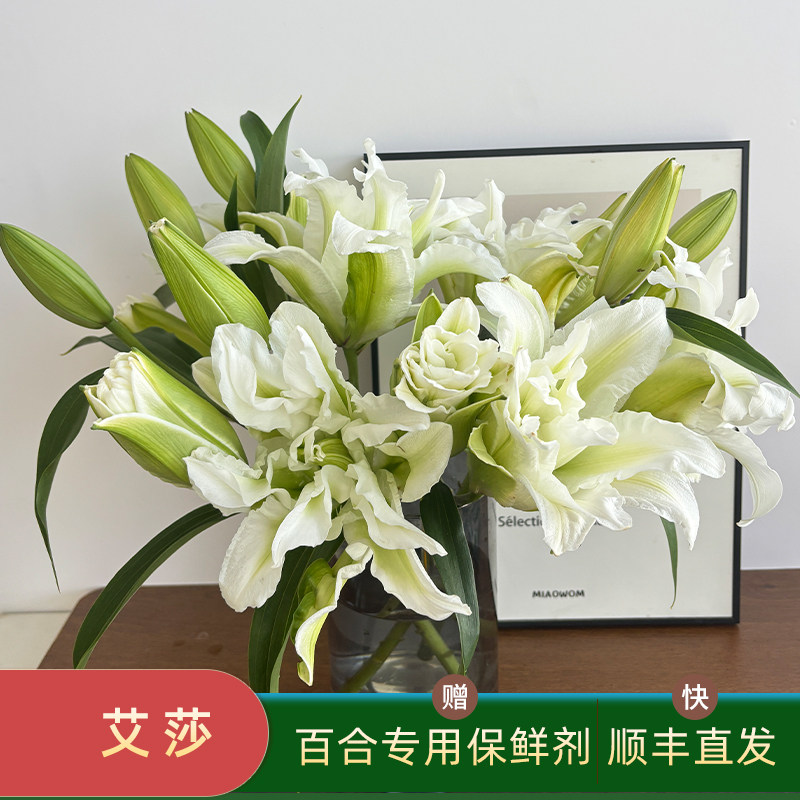 艾莎白色重瓣香水百合鲜花多头图片