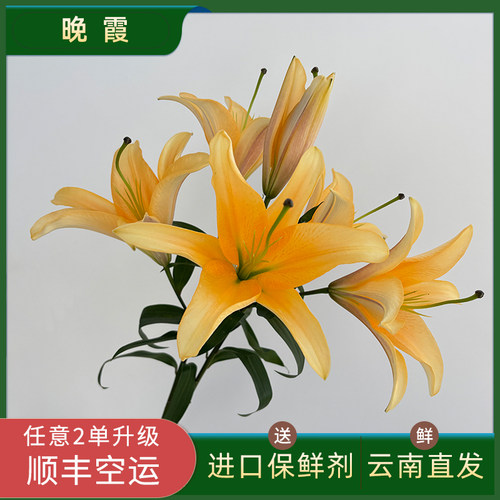 稀有橙黄色系晚霞多头香水百合花