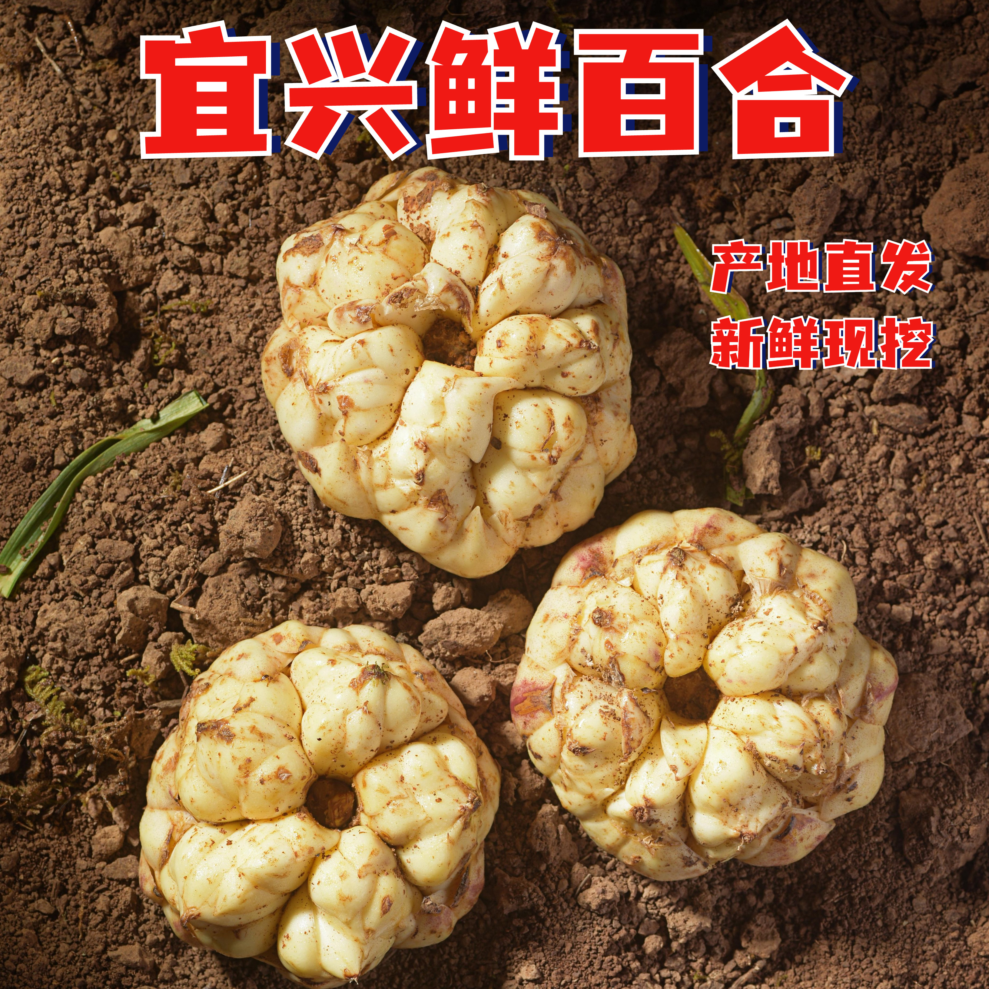 2026当季宜兴新鲜现挖大百合产地直发粉糯清香煮粥煲汤食材包邮