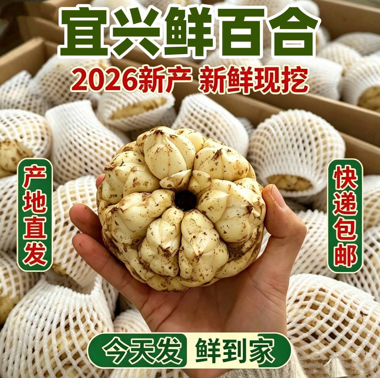 2026宜兴新鲜现挖食用百合微苦粉糯肉质肥厚药食同源特产百合大果