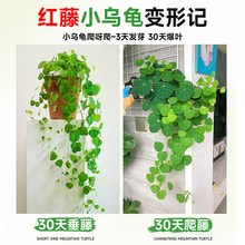 新品水培山乌龟爬藤植物一叶龟盆栽观叶红藤种球室内好养桌面四季