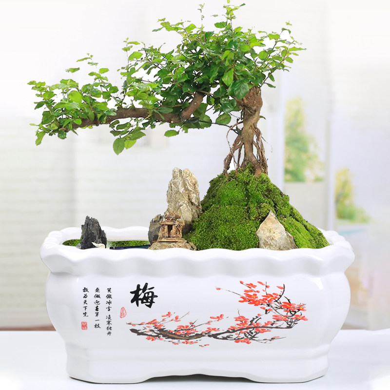 长方形陶瓷花盆个性创意简约室内阳台带托盘小榕树多肉植物盆栽