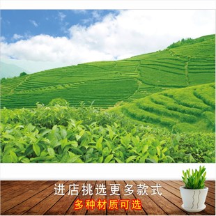 茶园自然风景画采茶园茶山图绿色田园风光茶叶茶馆装饰画墙贴画
