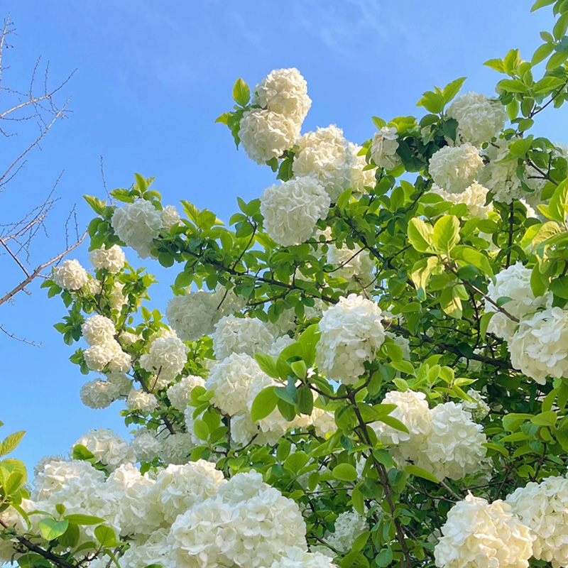 中华木本绣球花树苗盆栽大花斗球庭院阳台四季耐寒耐晒花卉绿植物