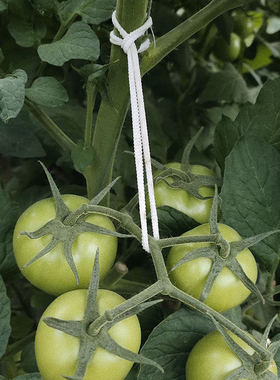 绑枝绳猕猴桃绑枝绳套大棚番茄果穗弹力袜圈西红柿秧蔓吊枝挂果圈