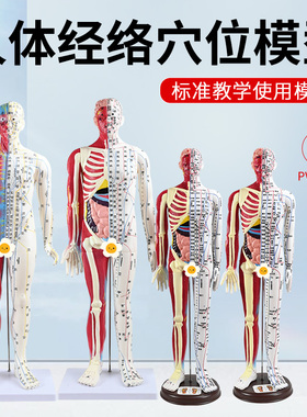 60CM半皮半肌肉解剖针灸人刻字超高清晰人体穴位模型针灸按摩教学