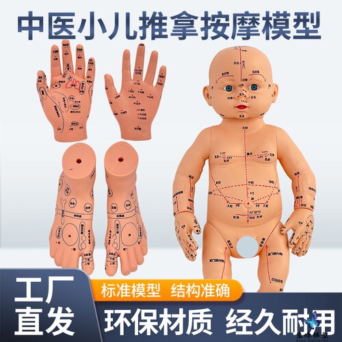 蓝蝶全身穴位娃娃教具