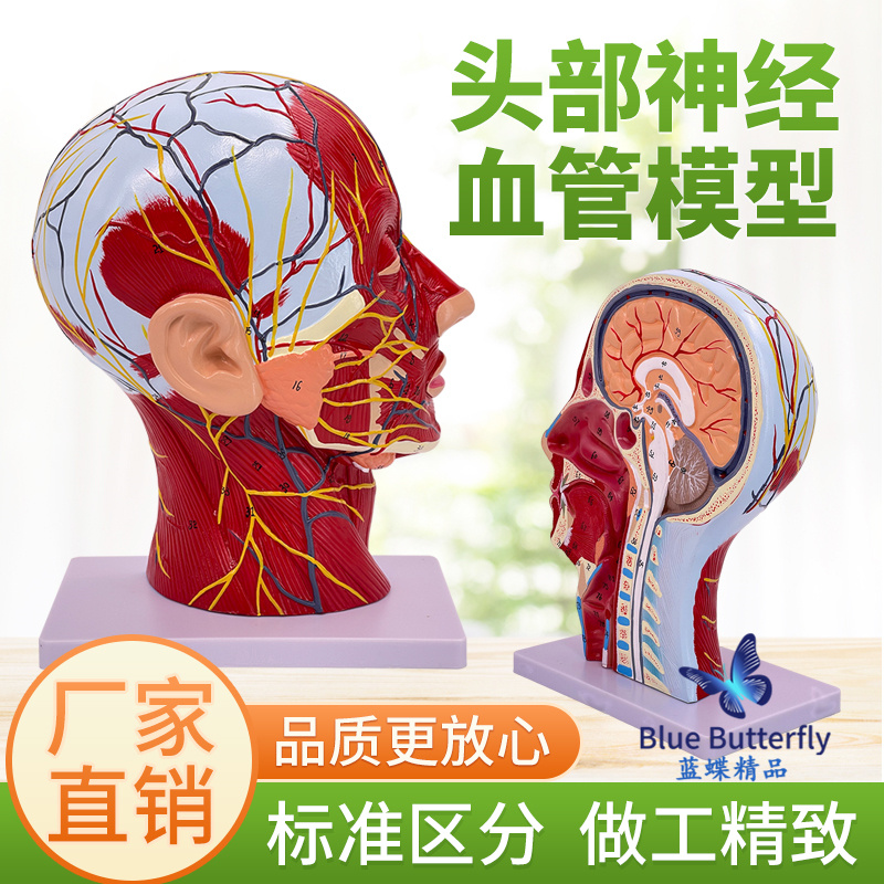 蓝蝶人体头部肌肉矢状切面教具