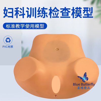 蓝蝶妇科检查模型医学教具
