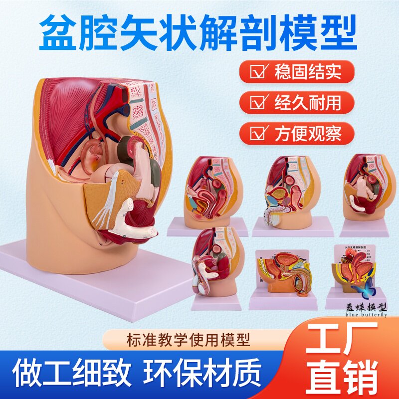 蓝蝶模型女性矢状解剖教具