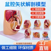 盆腔模型女性矢状解剖模型生殖系统骨盆切面器官系统教学模型医学