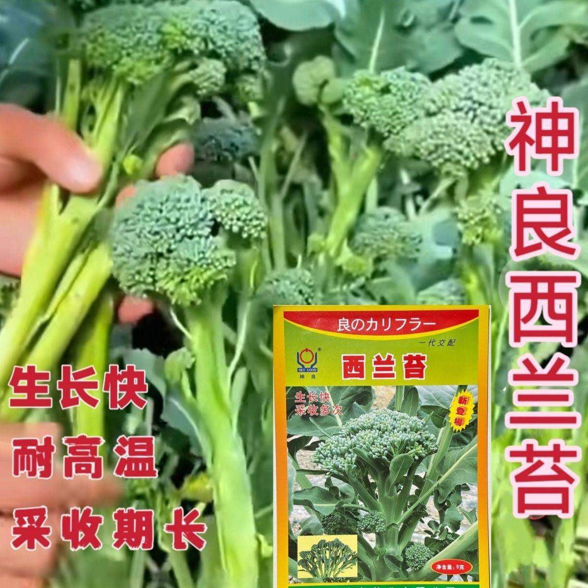 绿西兰苔种子耐热杂交西兰花种籽农家大田基地播种特色蔬菜种孑,农用物资,蔬菜种子/种苗,淘宝优惠券,粉丝福利购,淘宝优惠卷