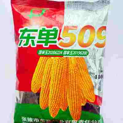 东单509玉米种子大棒高产抗病扛倒南北方春夏播大田种子