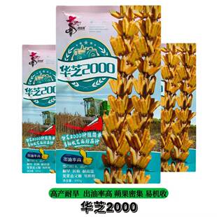 华芝2000白芝麻种子耐高温抗旱抗病易机收出油率高黄杆芝麻种籽孑