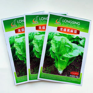 窝麻菜种子叶用莴苣种籽窝鸡菜籽春夏秋季田园阳台特色蔬菜种孑