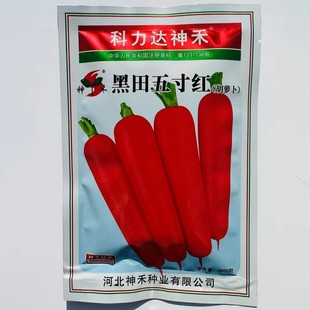 黑田五寸红胡萝卜种子秋季红色胡萝卜种籽南北方五寸胡萝卜籽大田