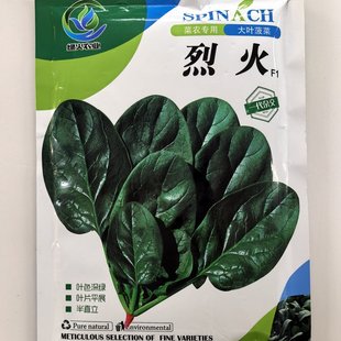 一代杂交大叶菠菜种籽烈火F1菠菜种子抗病耐热深绿叶菜籽蔬菜种孑