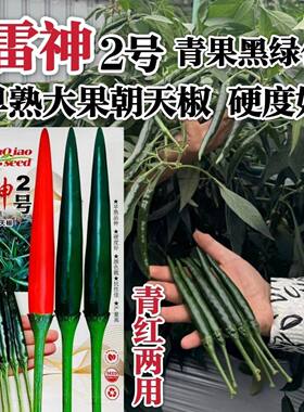满丰雷神2号朝天椒种子大果青红两用黑绿色辣椒种早熟泰国朝天椒
