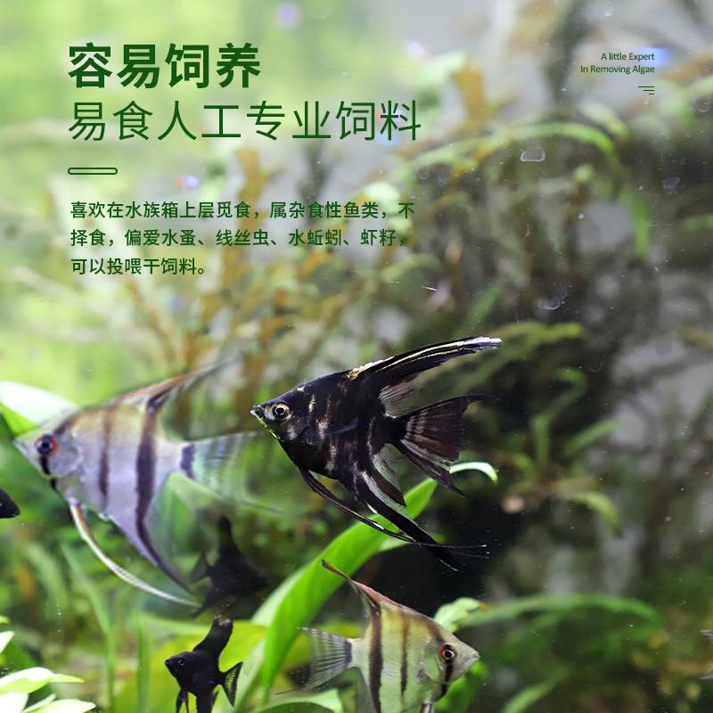 新品热带观赏小鱼神仙鱼燕鱼秘鲁埃及七彩好养活鱼小型淡水孔雀鱼