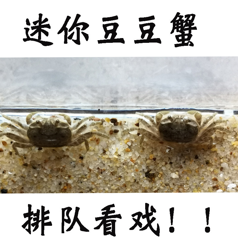 推荐海水迷你豆豆蟹活体宠物桌z面观赏治愈辣椒蟹汽水观赏吃土螃