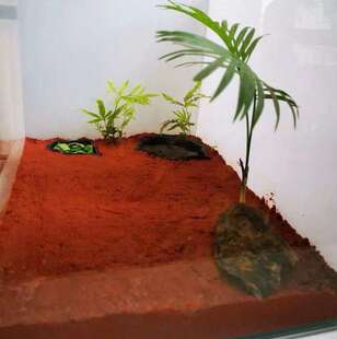 。红土安缘龟黄缘龟专用土陆龟箱爬宠垫材养殖造景乌龟冬眠