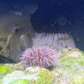 海胆海缸生物海胆宠物海洋生物观赏鱼除藻清洁活物造景生态小景观