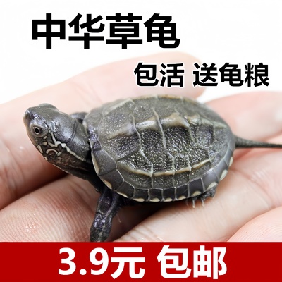 中华草龟活体小乌龟好养温顺长寿龟金线龟宠物龟甲鱼观赏龟冷水龟