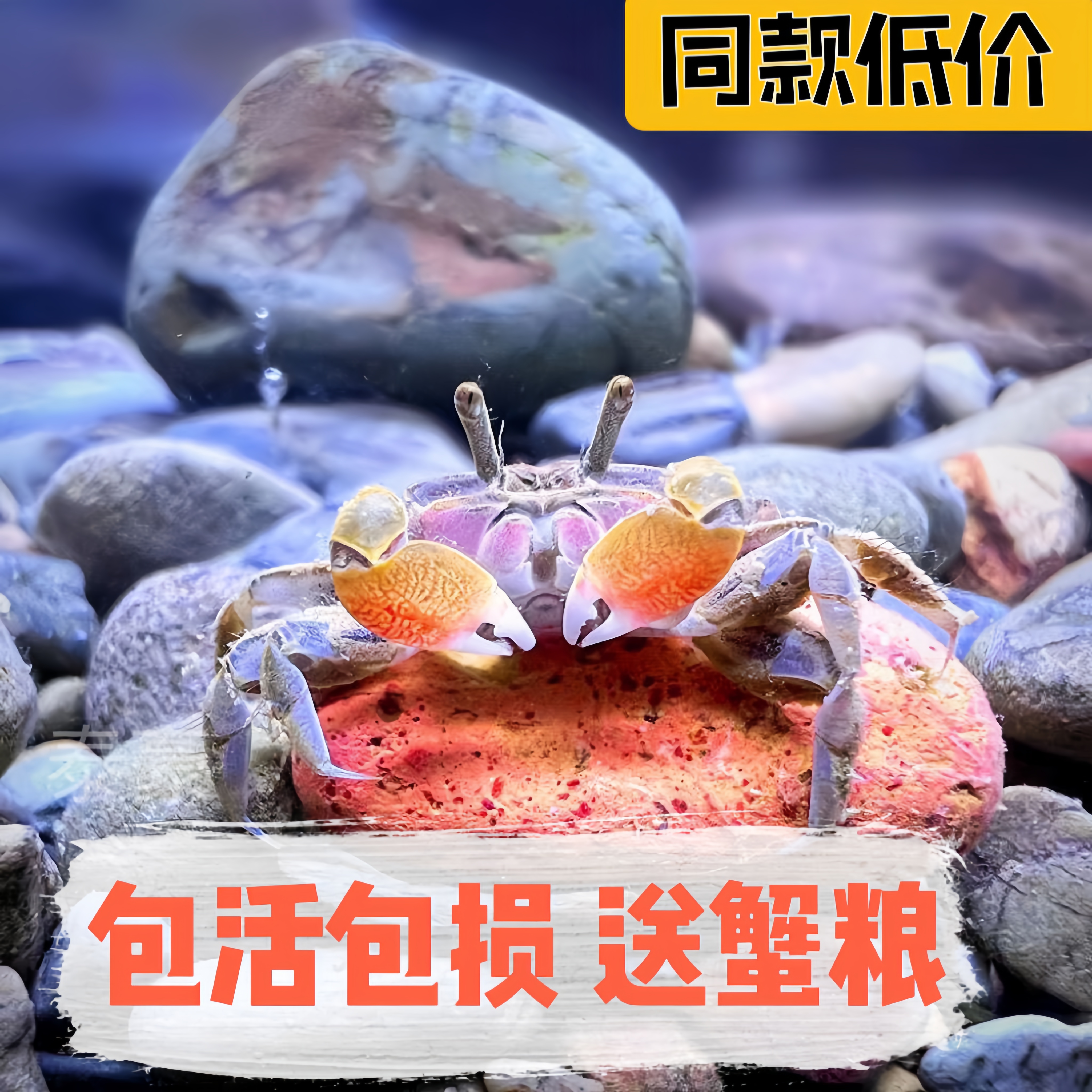 迷你辣椒蟹鱼缸观赏宠物小螃蟹好家养淡水净化除藻鲜活体混养