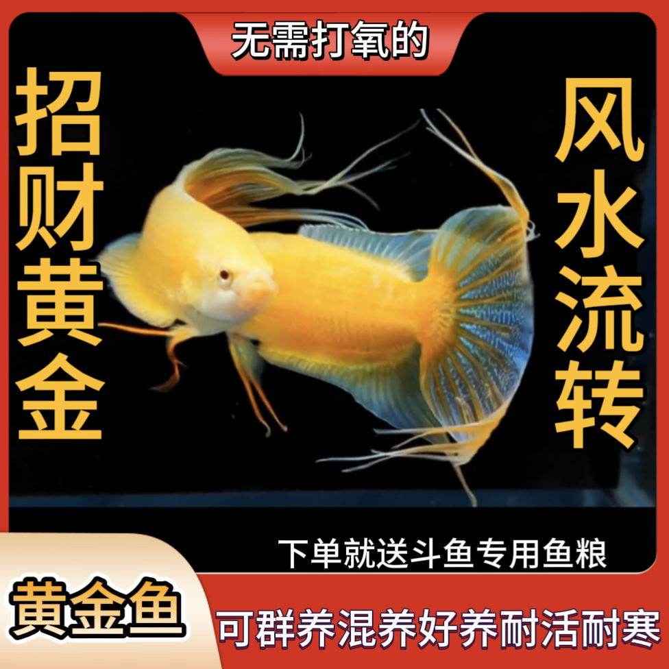 招财鱼黄金活鱼中国斗鱼淡水金鱼好养耐活冷水鱼自来水免打氧鱼苗