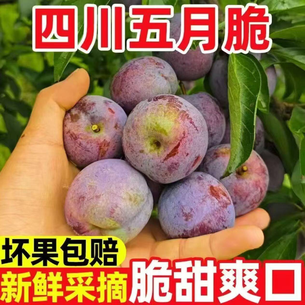 正宗四川五月脆李子脆红李空心李高山农家土李子孕妇酸甜新鲜水果