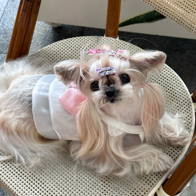 夏季薄款蝴蝶结狗狗公主礼服裙子