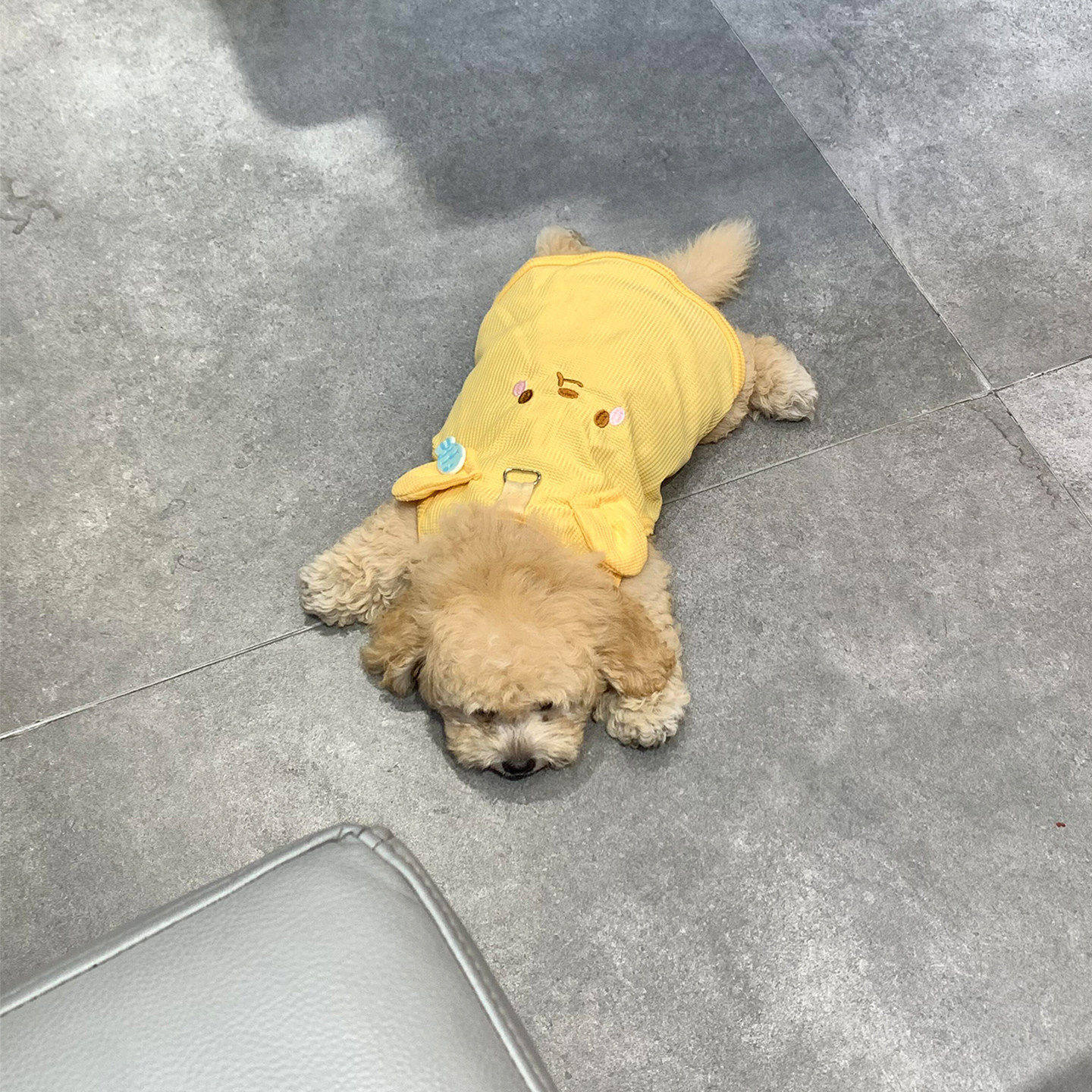 黄色小熊狗狗衣服小型犬带牵引扣小背心泰迪比熊春秋隔凉透气服饰