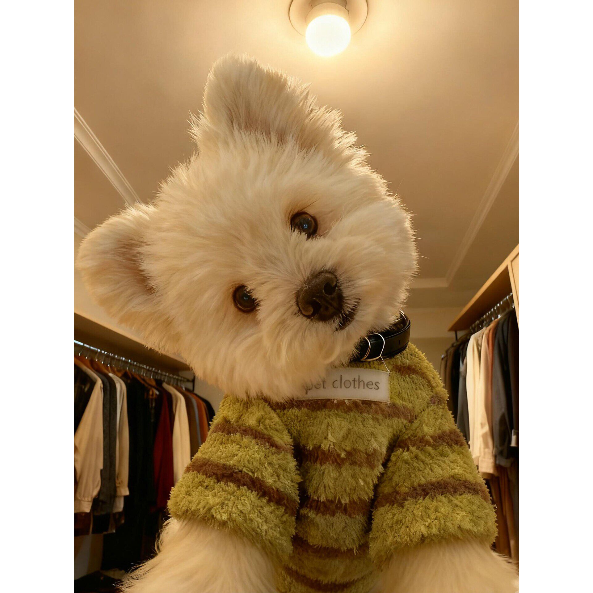 绿色条纹狗狗衣服小型犬冬装加绒加厚宠物两脚毛衣泰迪西高地绒衣