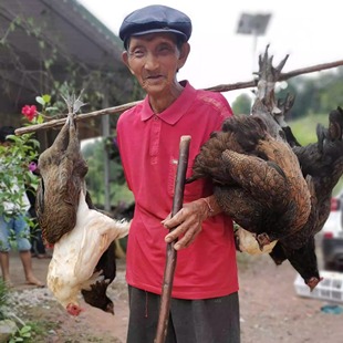 云南澜沧土鸡即食散养老土鸡2年老母鸡新鲜速发土鸡笨鸡公鸡1200g