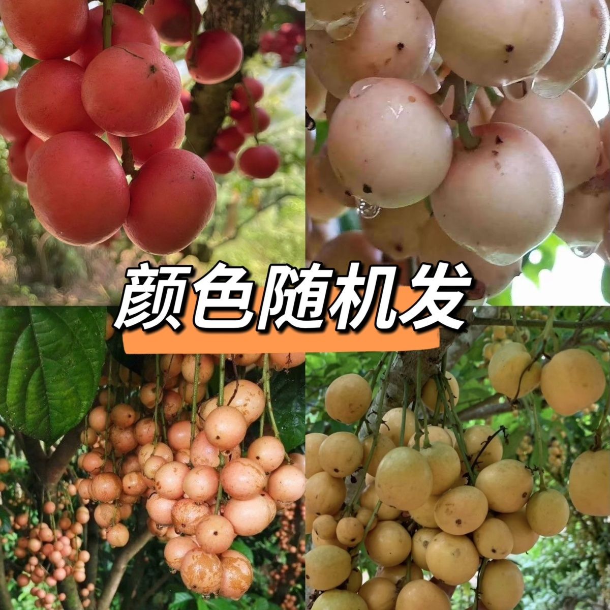 云南三丫果木奶果稀有罕见水果云其它