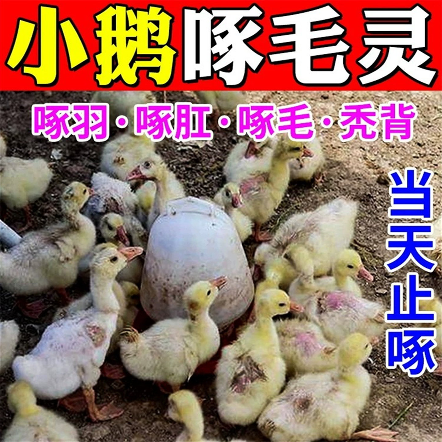 小鹅啄毛药鸡鸭鹅止啄止咬灵禽用防啄羽啄肛啄背打架补钙专用饲料