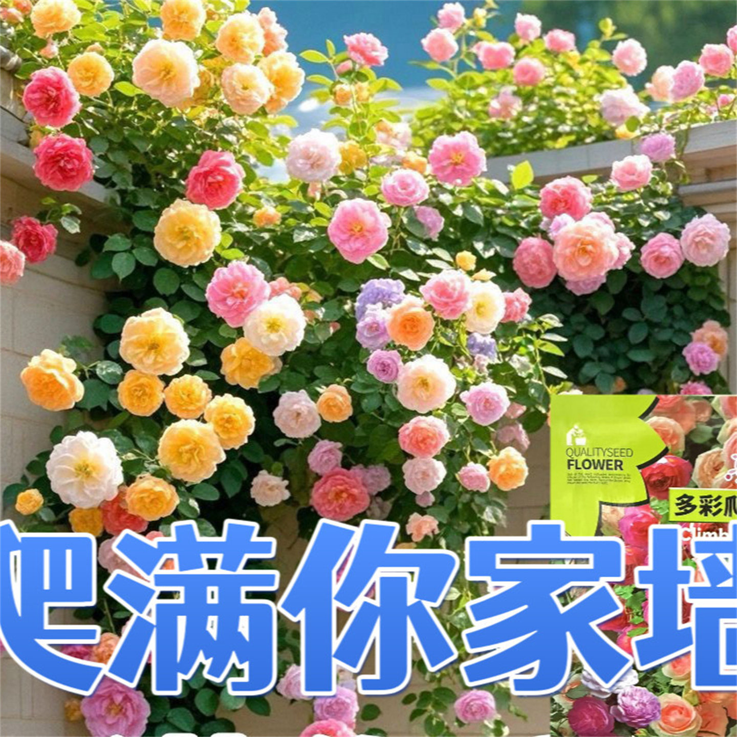 四季开花蔷薇花种子好养重瓣庭院