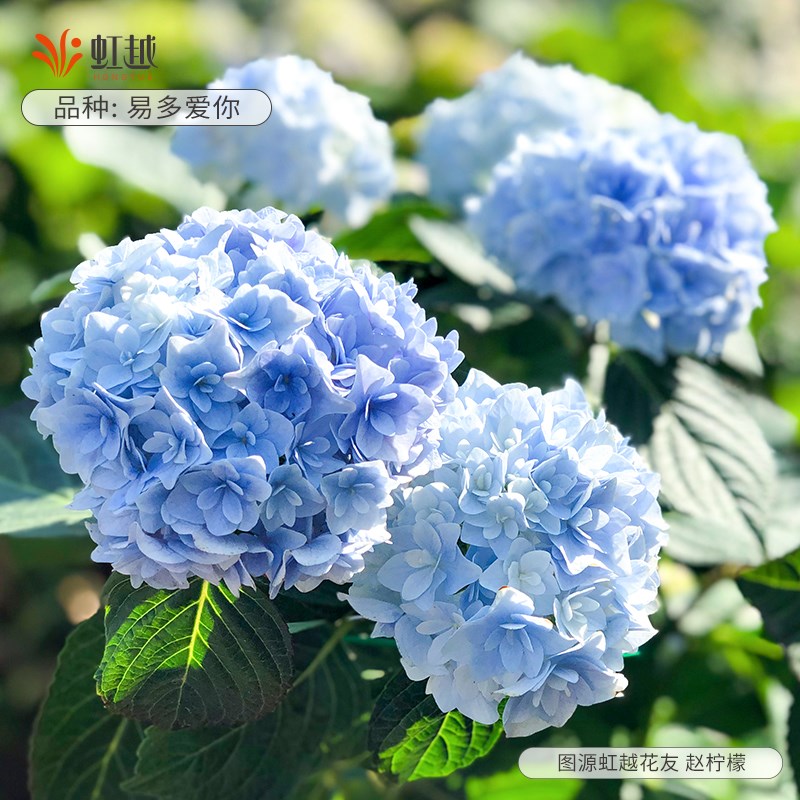 虹越大花绣球花盆栽带花带花苞蓝色易多爱你大苗节日花卉阳台盆花