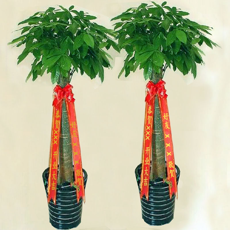 合肥开业盆景绿植摇钱树金钱树发财树盆栽绿萝幸福树公司乔迁庆典