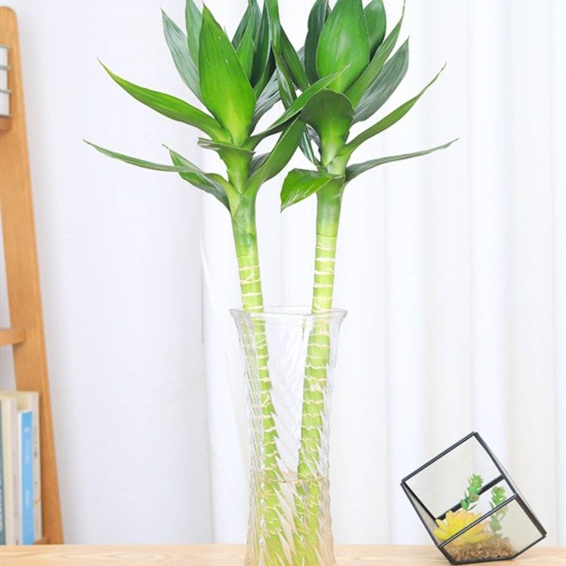 文昌竹4支富贵竹带根水养书房水生盆景植物室内观音水培高考摆件,鲜花速递/花卉仿真/绿植园艺,绿植,淘宝优惠券,粉丝福利购,淘宝优惠卷