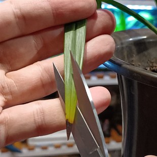 剪子园艺兰花专用剪刀不锈钢家用修根修叶修枝花卉剪鲜花修剪盆栽
