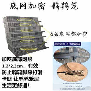 志昂鸟笼鹌鹑蓝胸鹌鹑鹧鸪自动化养殖 育雏加粗加密阶梯型滚蛋笼