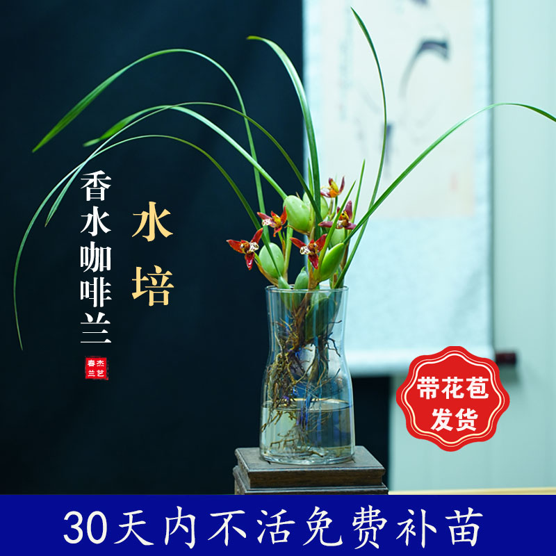 带花咖啡兰浓香型大豆懒人水培花卉腋唇兰浓香室内好养花卉绿植物