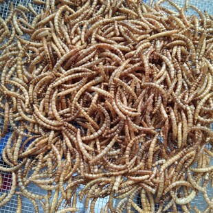 面包虫黄粉虫粉八哥鹩哥画眉绣眼红子点颏贝子黑子鸟食饲料 250g