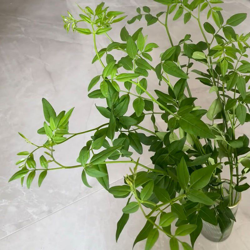 夏季新宠九星叶鲜花鲜切枝百搭花材清凉一抹绿配叶有格调花瓶插花