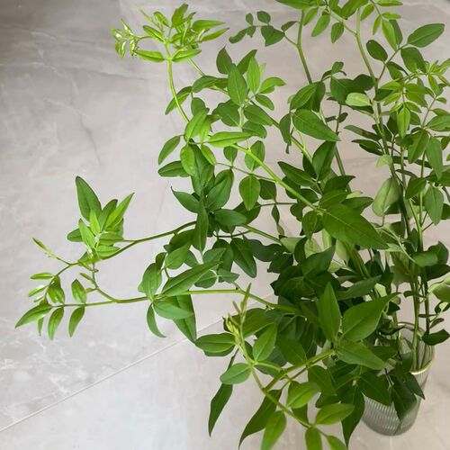 夏季新宠九星叶鲜花鲜切枝百搭花材清凉一抹绿配叶有格调花瓶插花