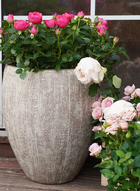 虹越嘉伯瑞凯瑟复古仿水缸塑料大号高款水生植物睡莲专用盆缸碗莲