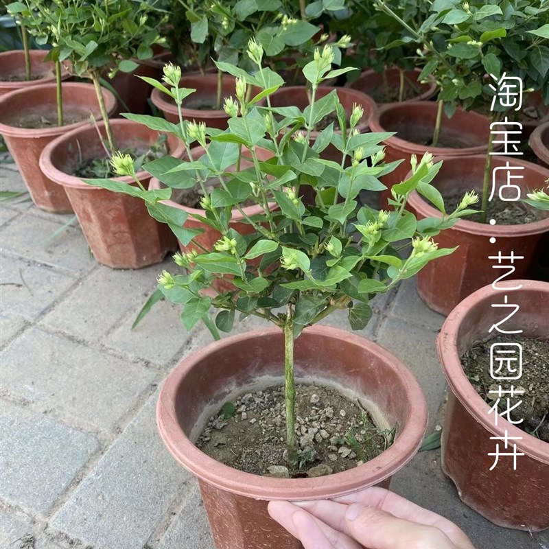 笔尖茉莉独杆单瓣重瓣盆栽花苗老桩小苗阳台庭院四季浓香耐晒植物