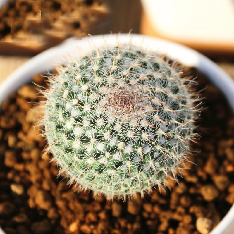 仙人球玉翁办公室桌面会开花的多肉盆栽进化空气花卉盆栽多肉植物