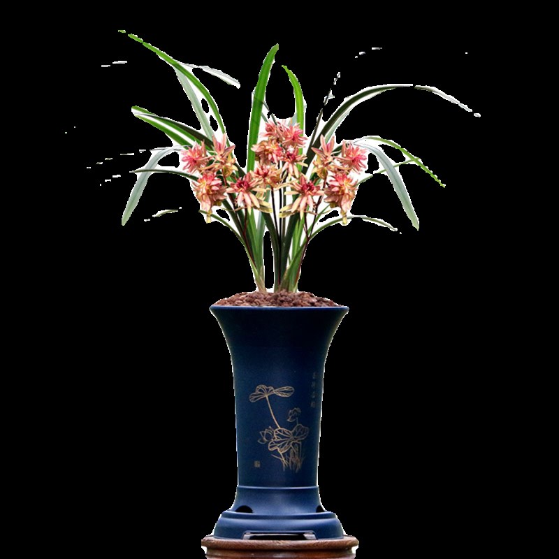翁源兰花苗高端春节红奇花春暖花开高雅带花浓香室内绿植花卉盆栽